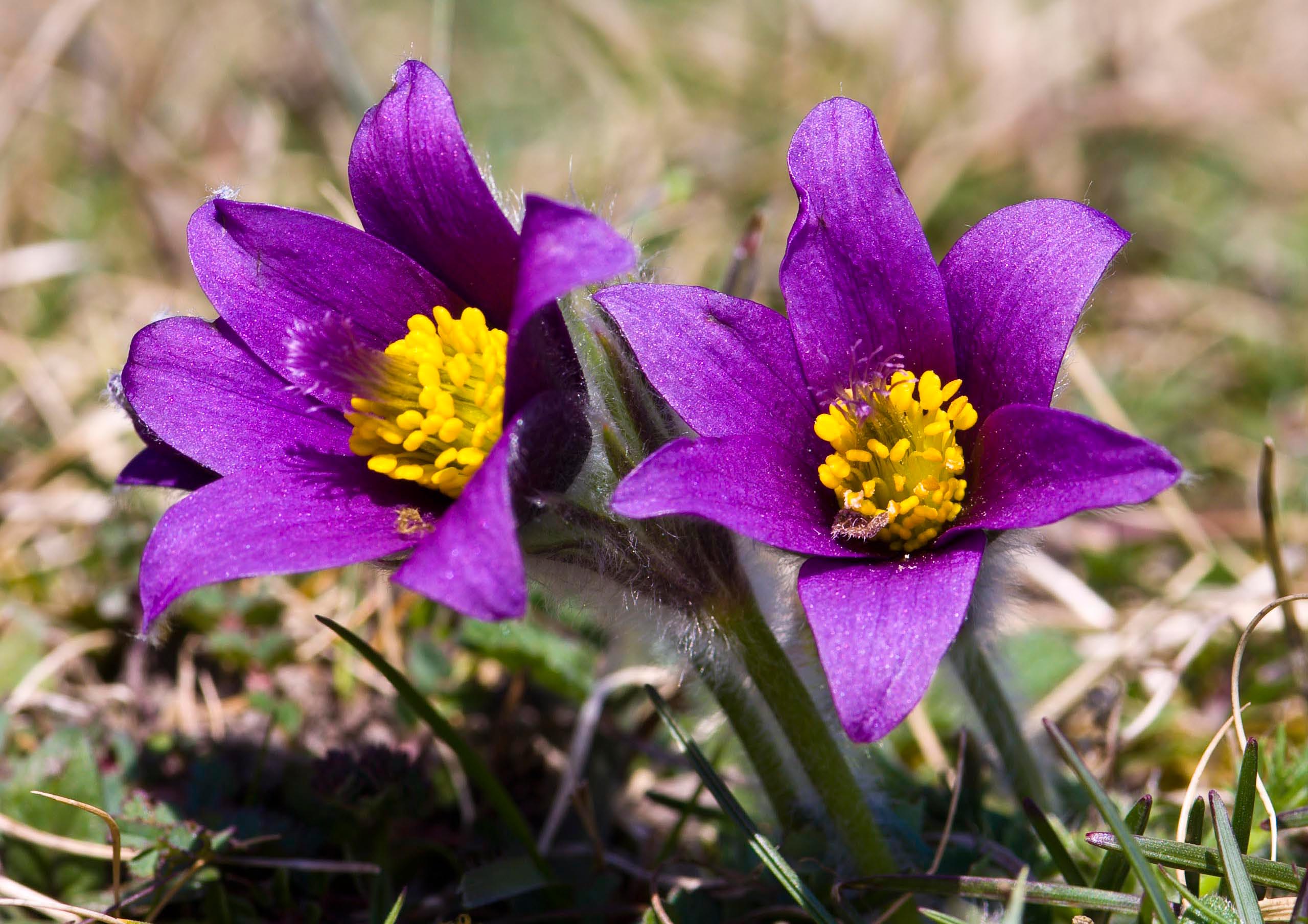 Pasque Flowers